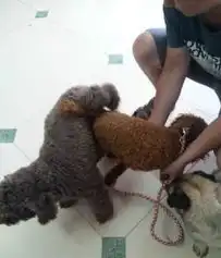 闺女生了,顺利升级当上外婆为小狗们找新家
