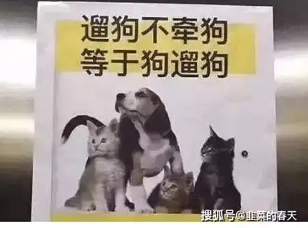 女童被狗咬的遍体鳞伤,狗主人却不见了,网友遛狗不栓狗