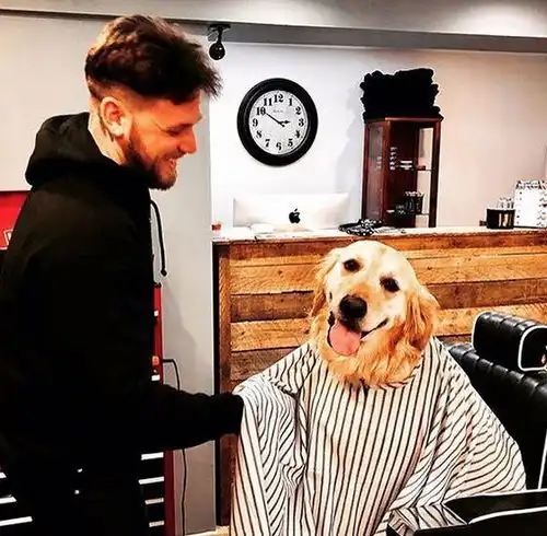 女孩带着爱犬来理发店给狗理发,店员瞬间被迷住了