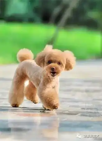 女生捡来贵宾犬,嘴刁只吃进口狗粮,吃穷整个寝室