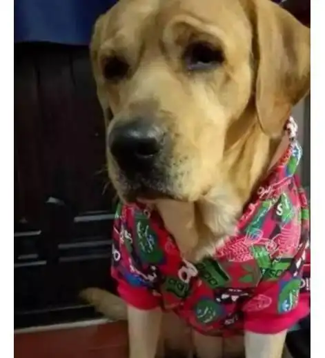 女生和狗狗的头像绝育手