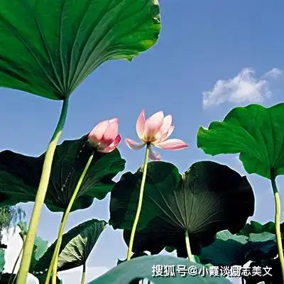 让男人移不开眼的3大生肖女,而她们也有着十足的旺夫运