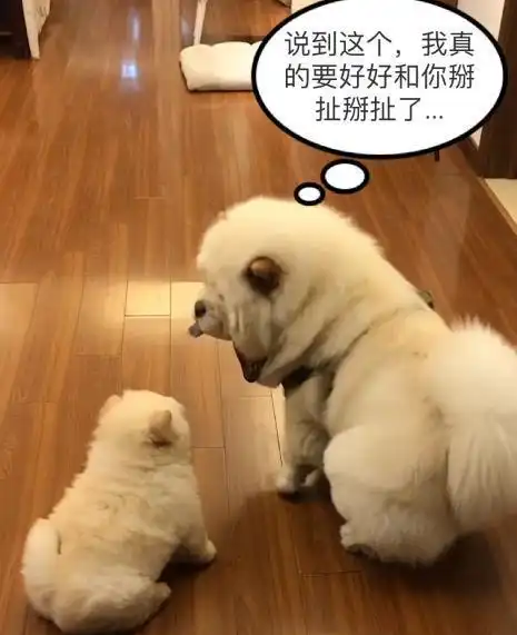 松狮蛋蛋被小奶狗咬破皮,松狮委屈极了,自己的妞跪着也要泡完