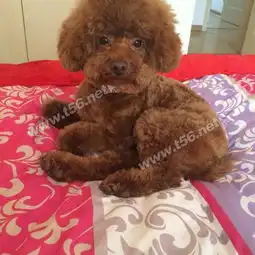 泰迪狗狗找女朋友啦