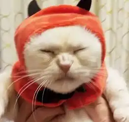 萌萌猫咪戴上帽子秒变脸,龇牙咧嘴,气噗噗全写在脸上