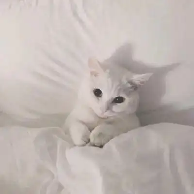 冷酷猫头像霸气高冷孤独头像猫