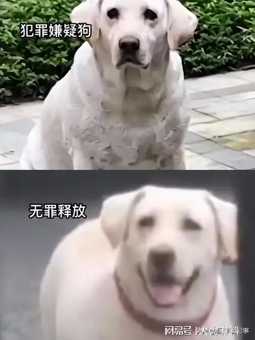 成都恶犬咬伤两岁女童后续,狗主人已被找到,家属联系律师起诉