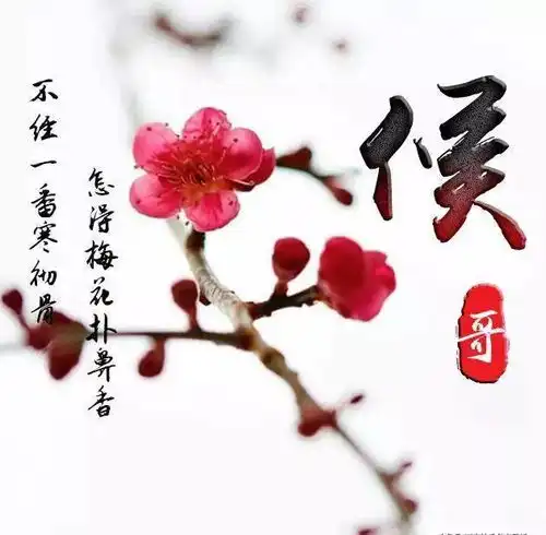 中老年头像大全姓名头像,一支红梅,美在其中,你一定喜欢