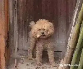 女友出国旅游将其泰迪犬放在外婆家,回来的时候它已经是村庄霸王