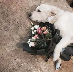 少女心这些都是ins上最有名的鲜花博主,带你进入鲜花的世界