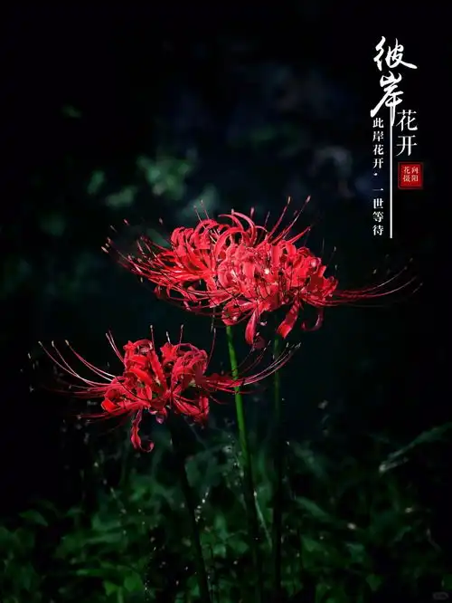 彼岸花美丽而忧伤3向阳花来自小红书网页版摄影彼岸花
