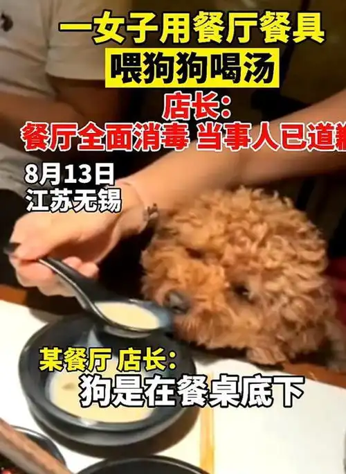 江苏女子硬核宠狗,用餐厅汤勺喂狗喝汤,店主狗主人道过歉了