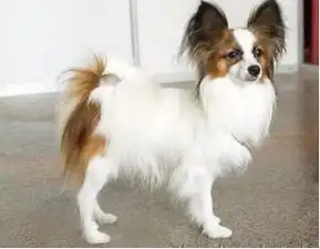 女生适合养的居家小型犬之蝴蝶犬,娇小可爱但是也有小缺点哦