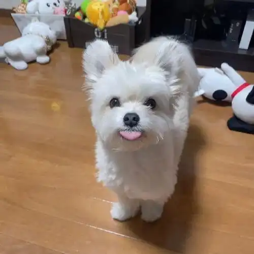 遛狗时被一群女生讨论这是猫咪吗,主人和狗都惊了哪里像猫啦
