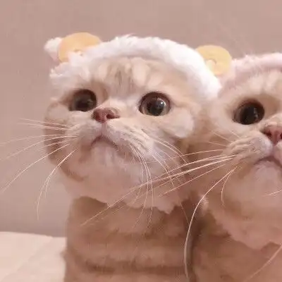 这是猫猫狗狗情头