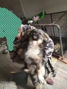 2019年3月份流浪猫狗免费绝育劵申请及2018年122019年3月流浪猫狗绝育公示