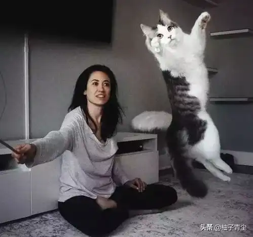 小猫出生5天被抛弃,收容所不肯收留,好心女孩带回家养成大美猫