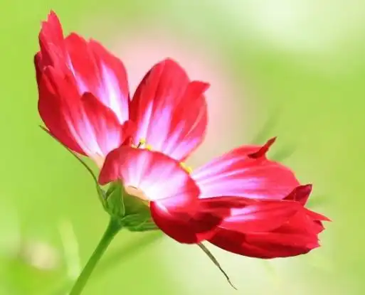 4月9日开始,4属相喜事临门,事业顺利,财源滚滚,生活顺风顺水