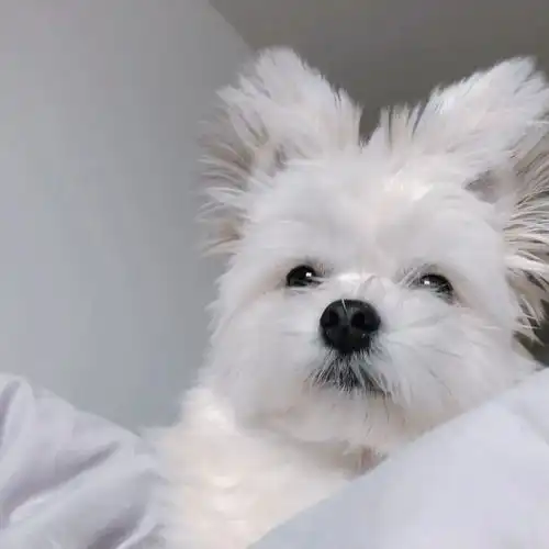 遛狗时被一群女生讨论这是猫咪吗,主人和狗都惊了哪里像猫啦