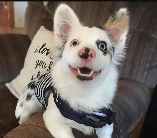 给狗狗绝育,到底是残忍还是理智