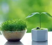 微信头像唯美清新盆花