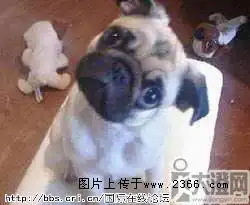 郭德纲晒卡通歪头照明星动物都卖萌