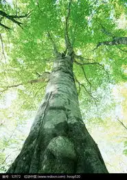树林14