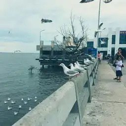 曼谷观夕阳喂海鸥,像本地人一样生活小