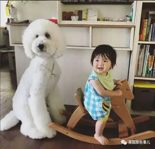 女生和狗狗的头像贵宾犬
