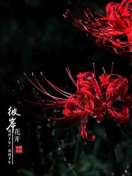 彼岸花美丽而忧伤1向阳花来自小红书网页版摄影彼岸花