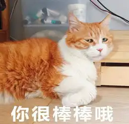 有哪些非常搞笑的动物表情包
