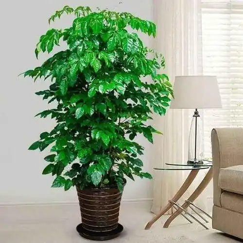 图玄武盆栽租赁,绿植租赁南京鲜花绿植