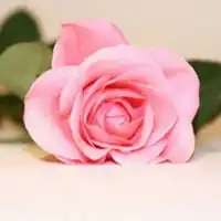 微信图片花不要太艳的微信头像图片大全