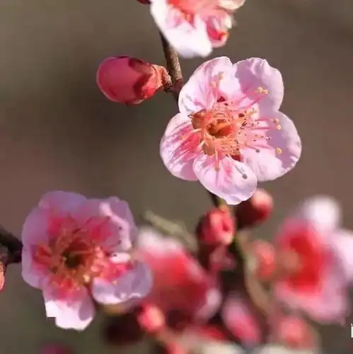 明媚三月,卿乃佳人,东方美谷东方女神节,美谷俪人行等待您的莅临