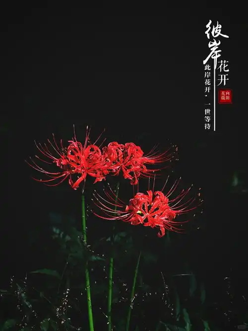彼岸花美丽而忧伤2向阳花来自小红书网页版摄影彼岸花