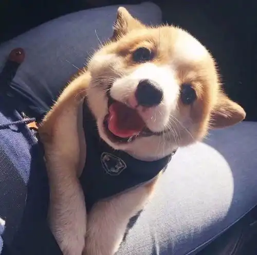 女生和狗狗的头像养宠