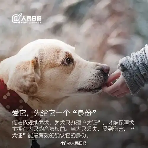 心痛成都女子在黑屠狗场发现走失爱犬离开几分钟,狗狗已被宰杀目前屠宰点已被关停,171只狗狗获救