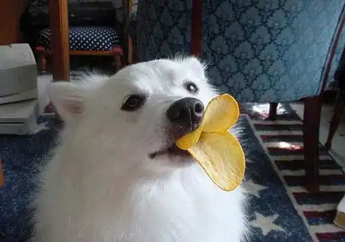 丸子想明白