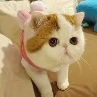 动漫头像猫咪女生可爱萌海报微信头像图片大全