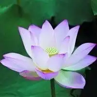 禅意莲花头像图片微信头像图片大全
