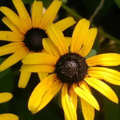 带来好运的微信头像,各种颜色的金光菊给你带来好运气