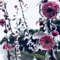于我今冬无大事,关心雪后有梅花