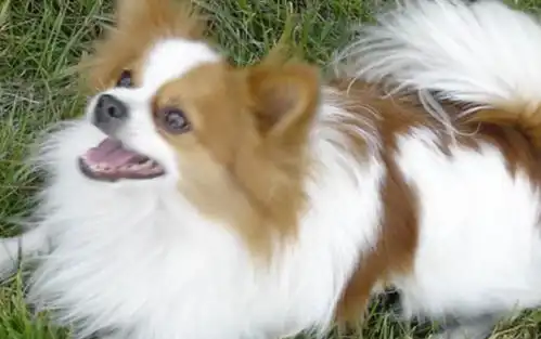 犬界中体味最轻的5种狗,适合懒人养,上榜的可有福了