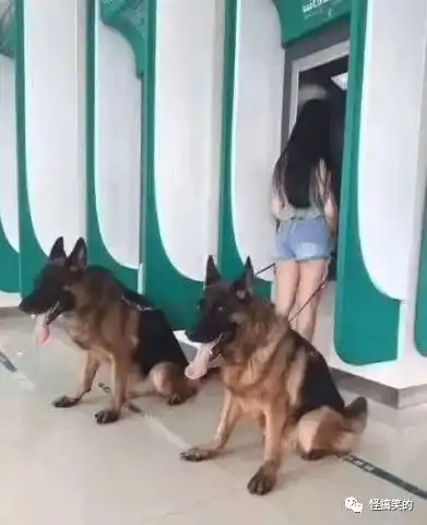 精养二十年的单身狗,有喜欢的带走