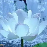 佛教好看的图片头像微信头像图片大全