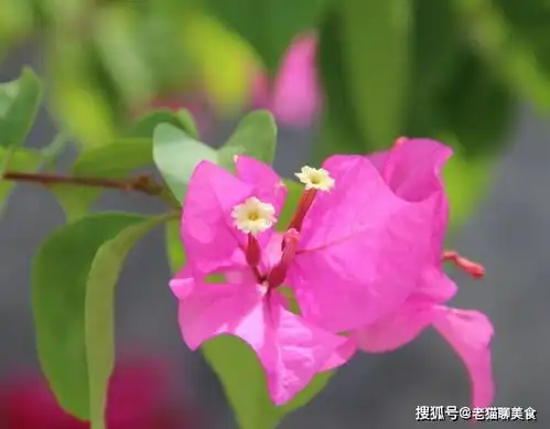 命运非常不错的三个生肖,旺夫旺子旺家运,一生不缺钱不缺爱