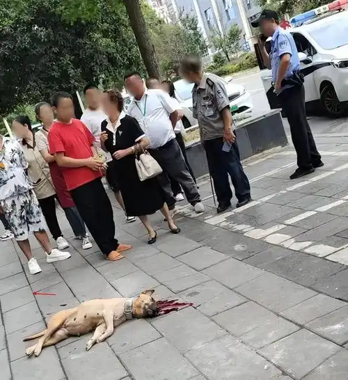 贵州一幼童被狗撕咬并拖走数米咬了50多秒被打死,狗主人未找到