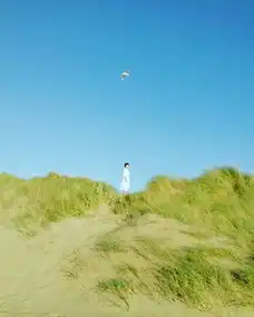 夕阳海鸥