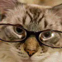 猫戴眼镜头像图片微信头像图片大全