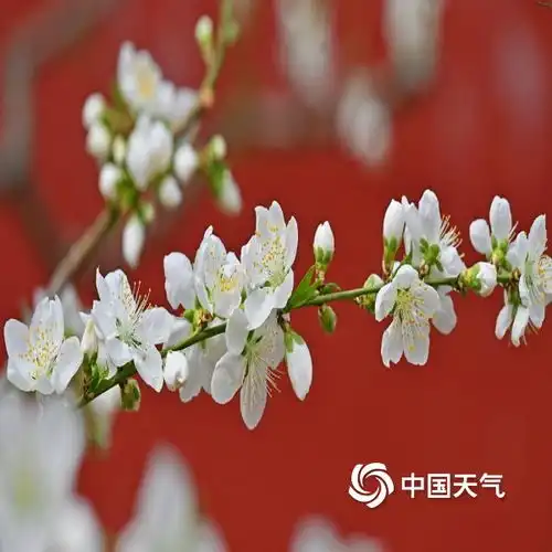 春花映宫墙一组超美中式春天壁纸上新